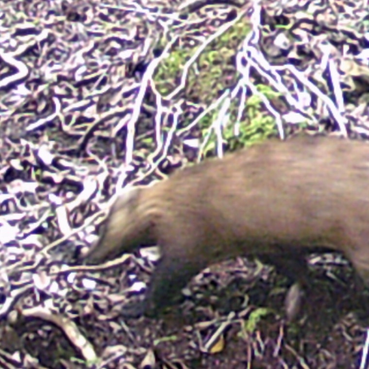 ニホンアナグマ
