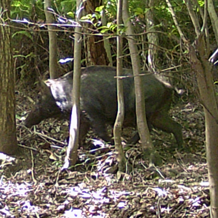 ニホンイノシシ