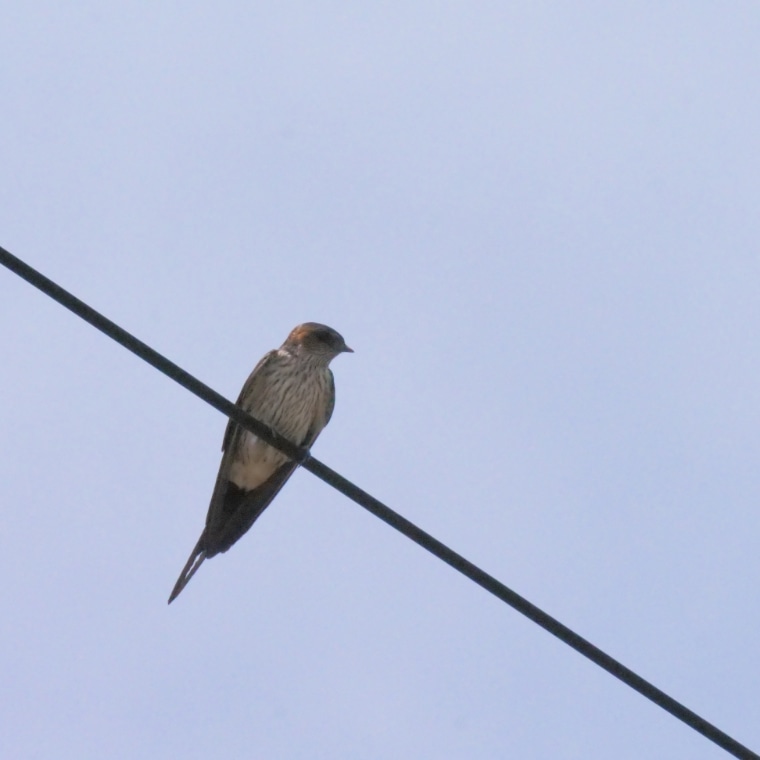 コシアカツバメ