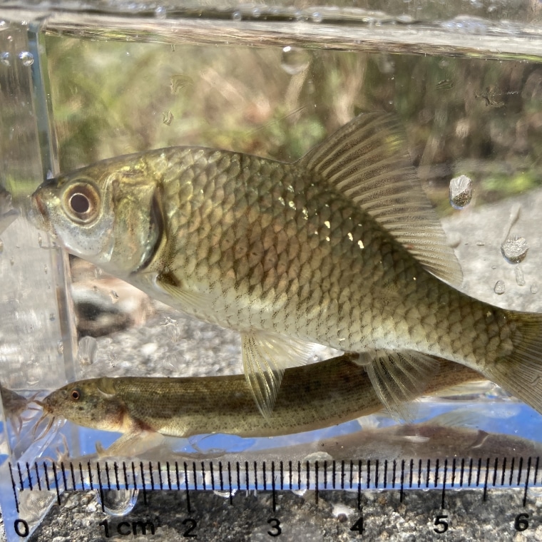 ギンブナ、ドジョウ