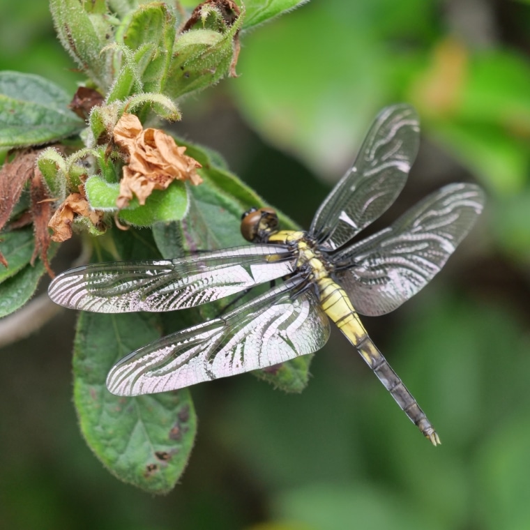 オオシオカラトンボ