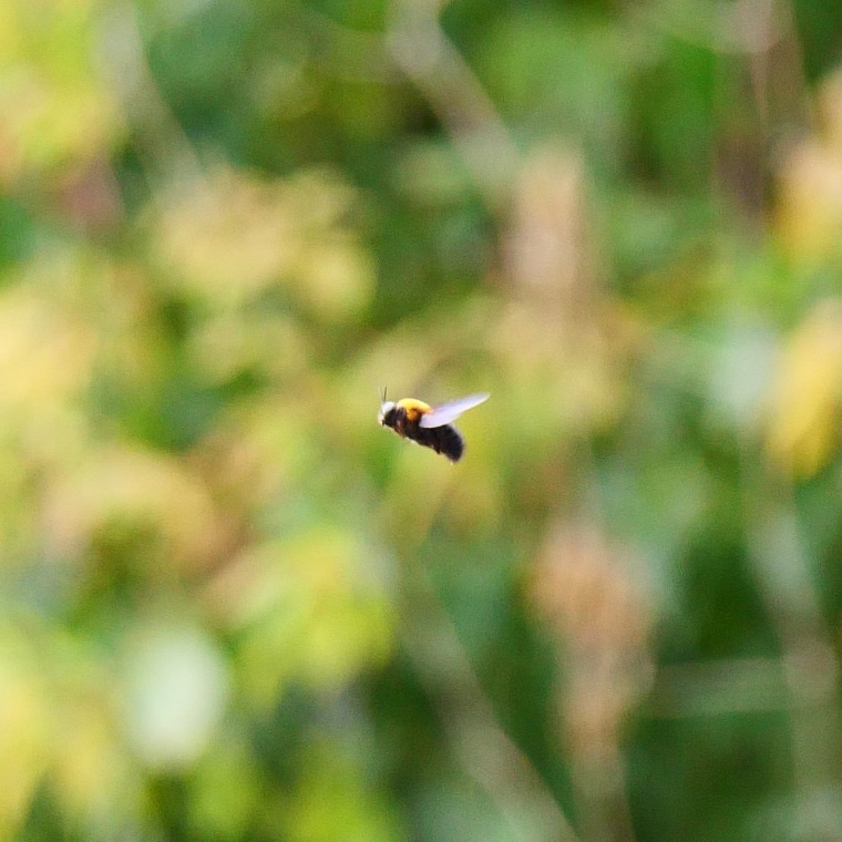 キムネクマバチ