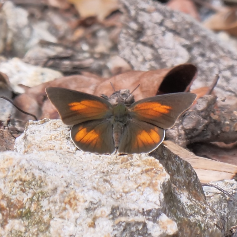 ウラギンシジミ