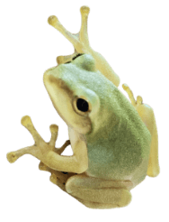 モリアオガエル