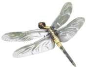 オオシオカラトンボ