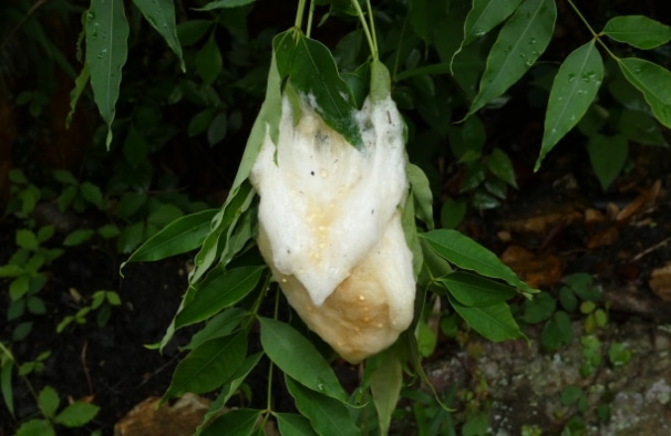 モリアオガエルの卵塊