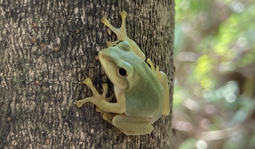 モリアオガエル