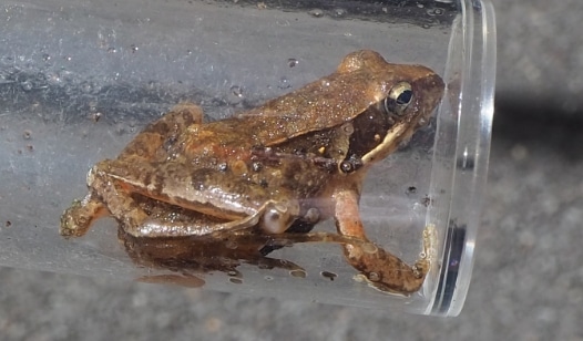 ニホンアカガエル