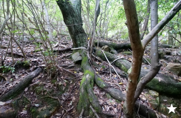 溶結凝灰岩の混じる浅い土壌